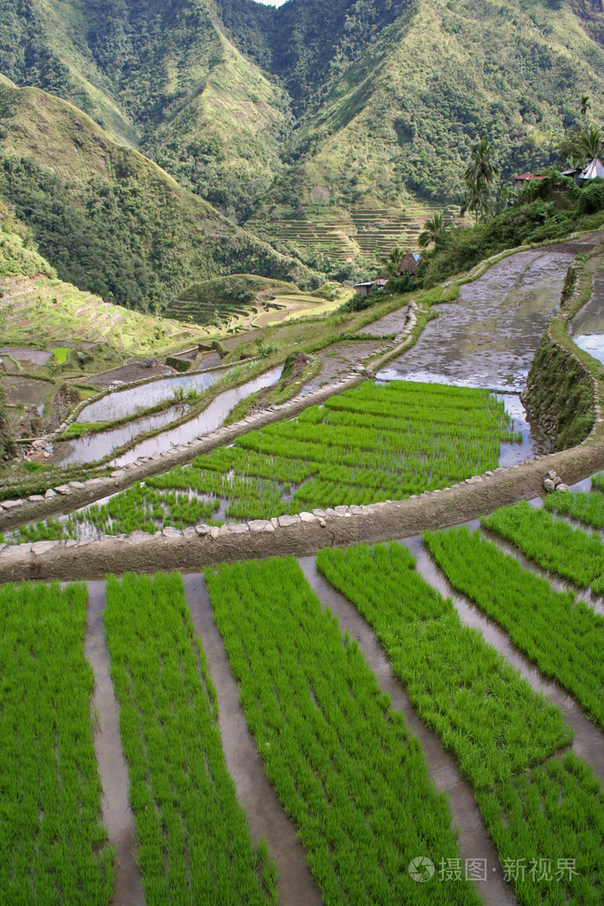 伊富高水稻梯田 batad 菲律宾