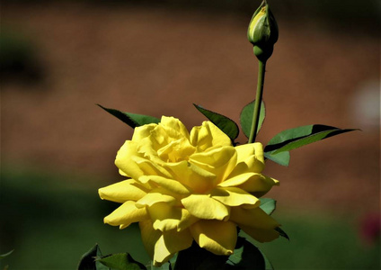 美丽的黄玫瑰，在模糊的背景