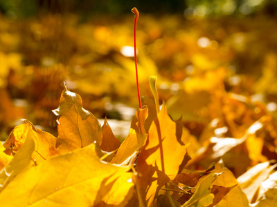 秋天的叶子在阳光和模糊的树木。美丽的秋季背景