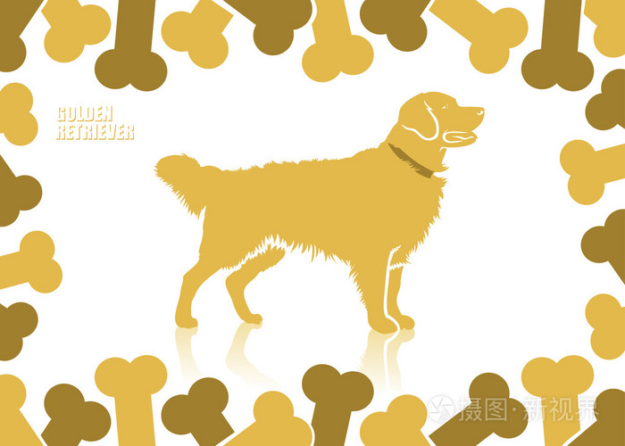 金毛寻回犬背景插画 正版商用图片0a63s9 摄图新视界 金毛寻回犬背景插画 正版商用图片0a63s9 摄图新视界