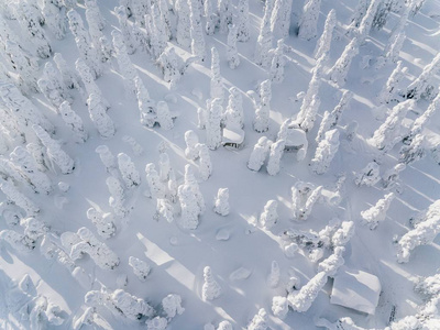 芬兰拉普兰冬季森林被雪覆盖的鸟图。无人机摄影。顶视图