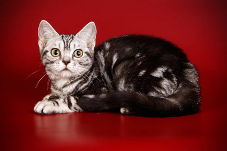 彩色背景的美国短毛猫猫图片