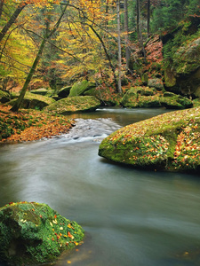 秋天的山区河流的水低的水平，覆盖着五颜六色的树叶从枫树，山毛榉或白杨树，湿叶子反射清新的绿色青苔的石头和石块在河边