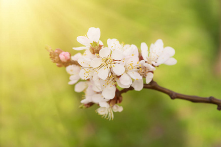 杏树花