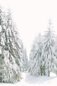 冬季森林树枝上有雪的圣诞树