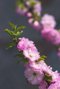 樱花鲜花背景