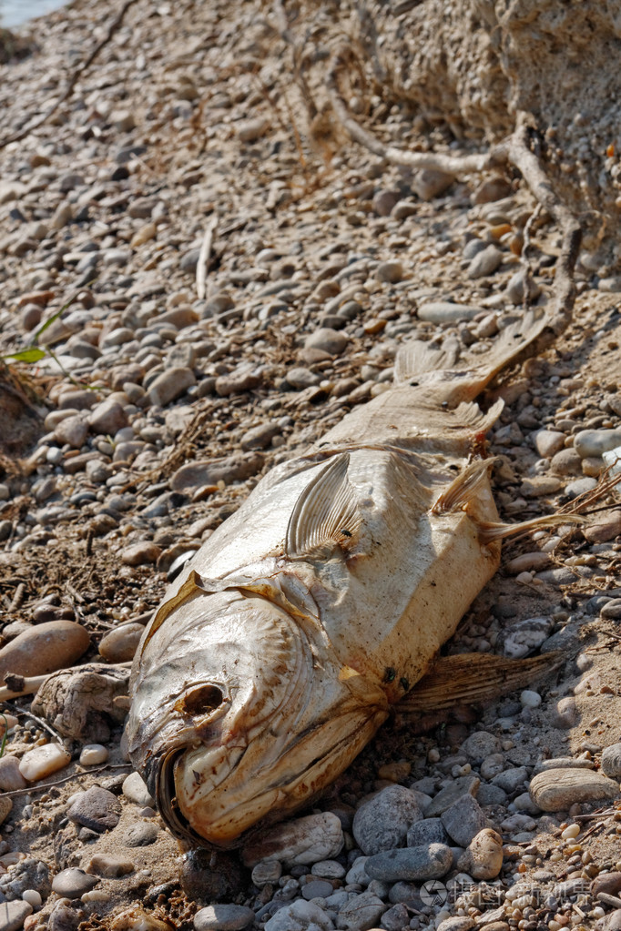 在地面上的死鱼
