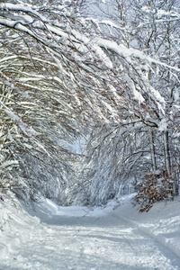 森林里一条完全白雪覆盖的道路的冬天景色