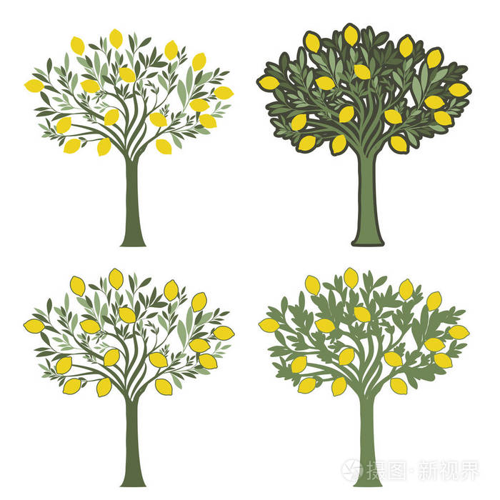 白色背景下不同图形样式的四种柠檬树的矢量图解插画-正版商用图片0a6