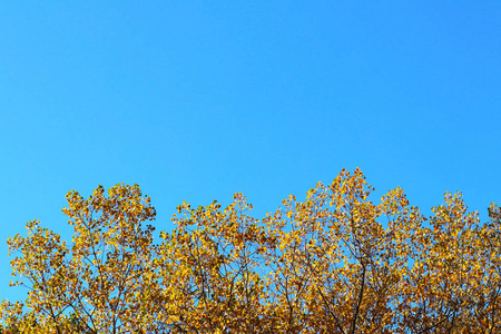 秋贺卡与蓝色背景和黄色秋季分行。Copispeses 的铭文。在明亮的蓝天背景的鲜艳的秋天黄色的金黄树叶子