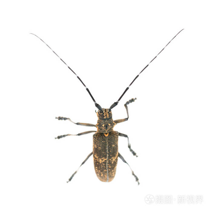 天牛天牛在白色背景下被隔离