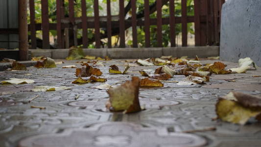 雨后黄叶, 微距摄影