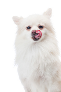白色的博美犬狗用舌头和孤立的白色衬底上