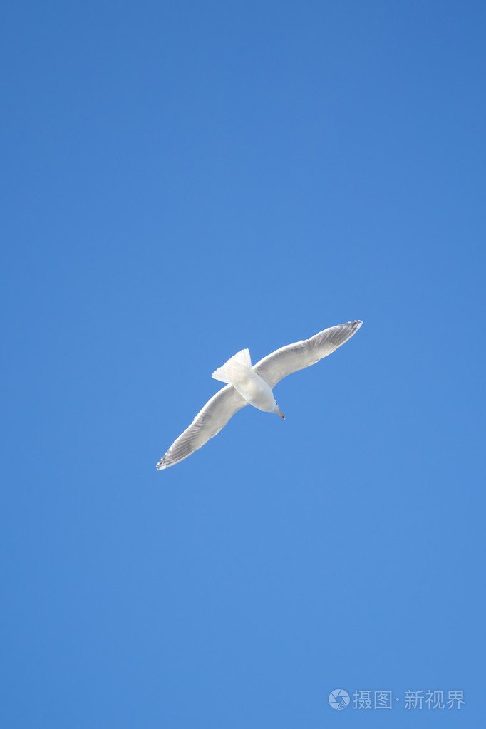 一只海鸥飞行反对蓝蓝的天空