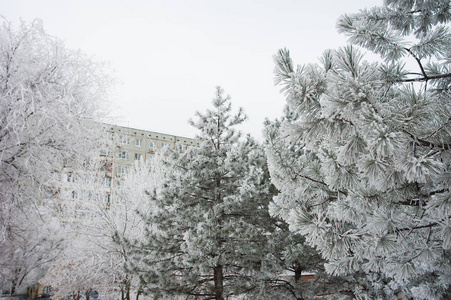 城市公园在冬天里白雪覆盖的树木