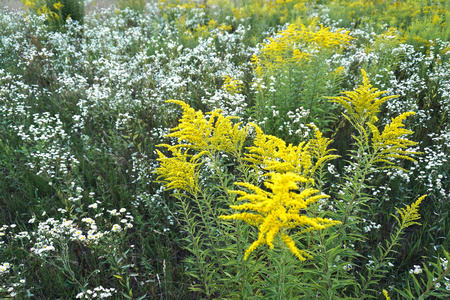 草地上的黄色野花。美丽的花卉背景形象设计。股票照片