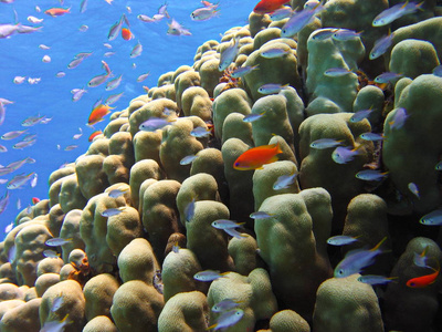 水下照片, 在以色列红海的珊瑚, 野餐鲷和 Anthias 鱼的看法