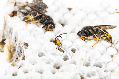 关闭的活着和死亚洲黄蜂头上巢蜂窝昆虫宏。有毒的毒液动物群体。自然界中的危险概念
