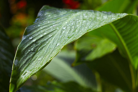 绿叶有露水滴。雨中的植被