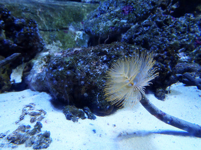 多彩的盐水水族馆