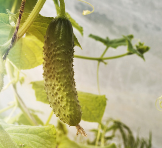 黄瓜植株年轻