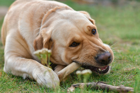 金狗拉布拉多梗吃骨头躺在草地上照片