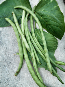有机长豆院子里长豆农场和蓝色的天空小而细长的青豆(哈立科特)院子