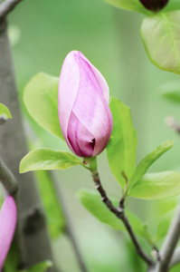 白玉兰花芽