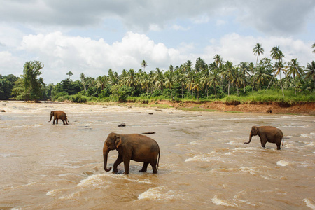 群在河中的大象