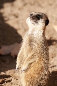 suricate 或猫鼬或猫鼬