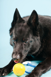 黑色德国谢泼德狗与孤立浅蓝色背景上的黄色玩具球。工作室拍摄