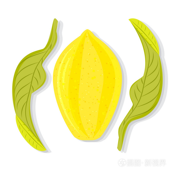 整个柠檬叶子矢量插画-正版商用图片0a6t8f-摄图新视界