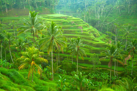在印尼峇里岛上的露台稻田