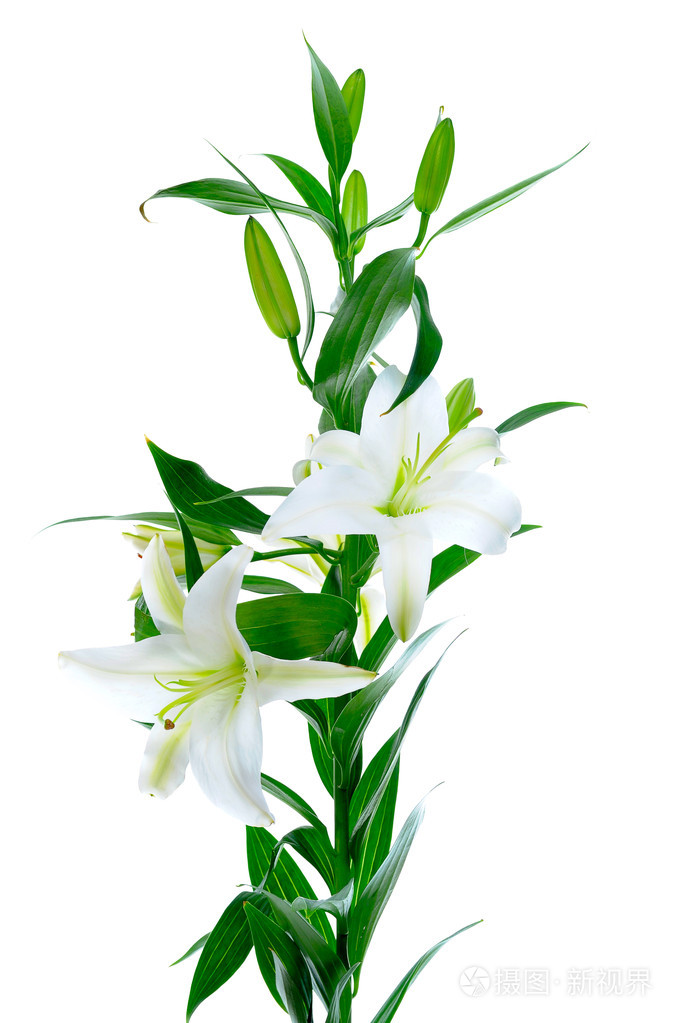 美丽的白百合鲜花