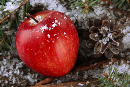 红红的苹果与冷杉树皮在雪地上的枝条关闭