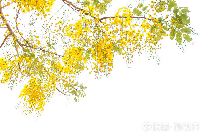 印度圣树金色花图片图片