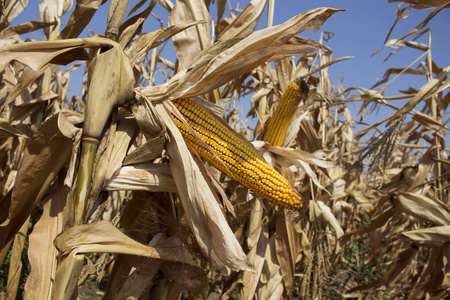 成熟的玉米在田里准备收割