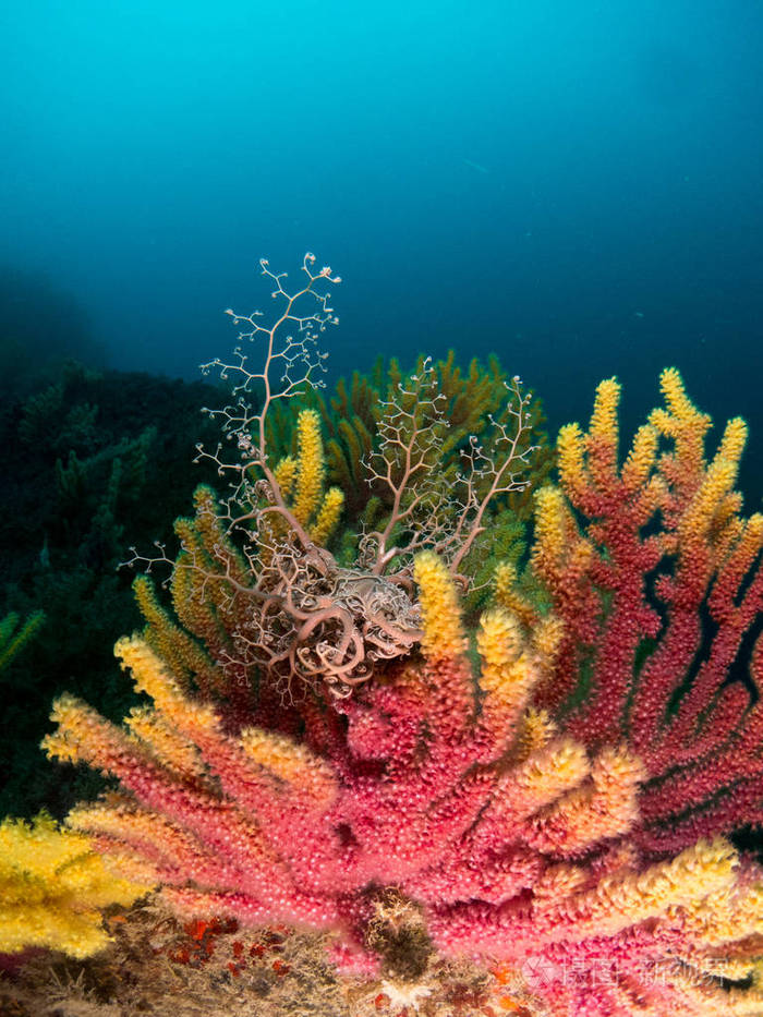 地中海的柳珊瑚 蓝色背景照片 正版商用图片0a74f3 摄图新视界