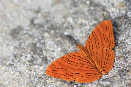 常见的玫瑰凤蝶图片