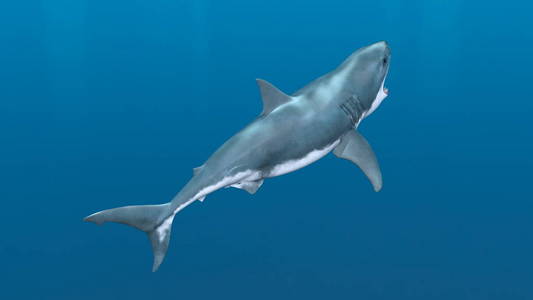 3d 鲨鱼的 cg 渲染