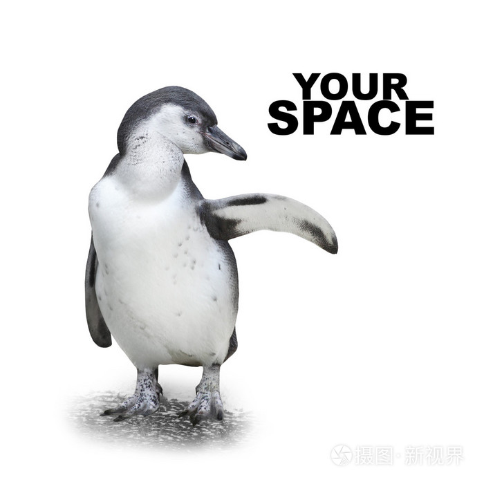 有趣的企鹅展示空间为您的文字