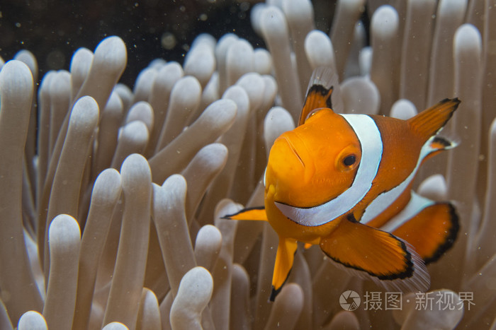 同时从海葵看着你的小丑鱼