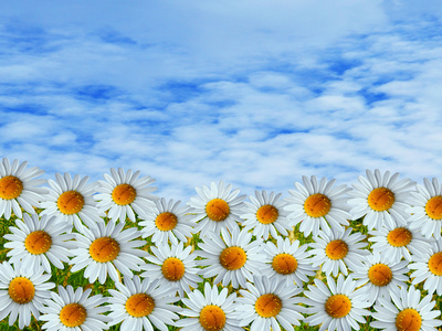 菊花天空雏菊花和蓝蓝的天空照片