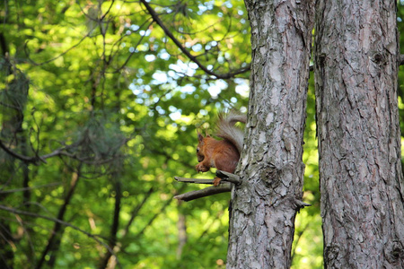 红色蓬松美丽的松鼠在树附近的坚果