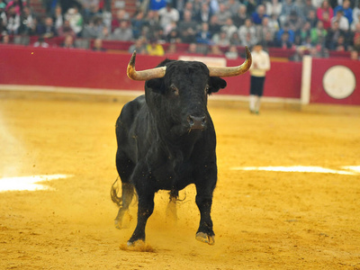 在西班牙的公牛跑在斗牛照片