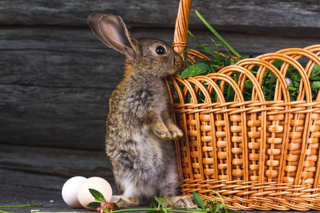 蓬松, 棕色的兔子爬到篮子与三叶草。复活节。兔耳