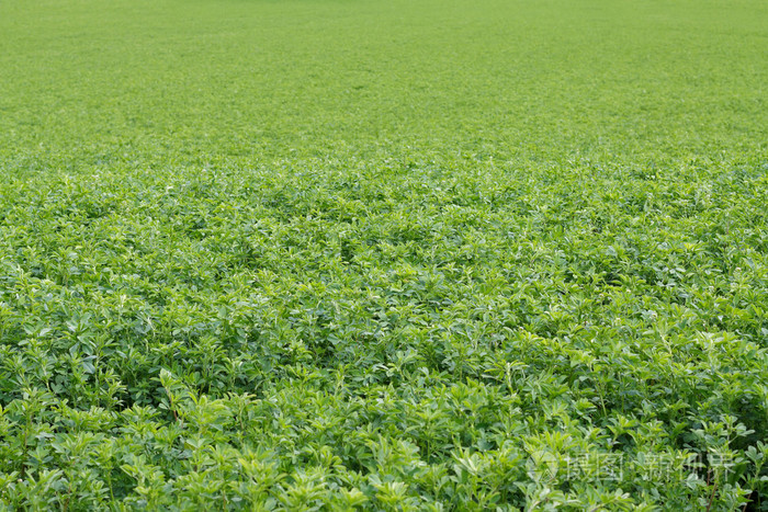 紫花苜蓿田