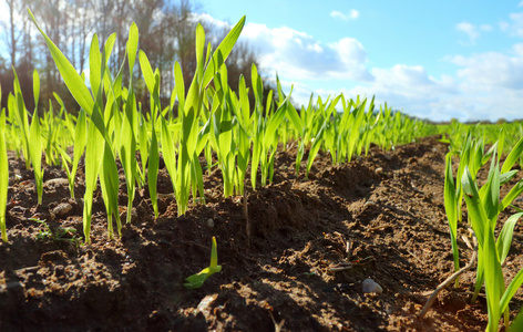 小麦幼苗图片