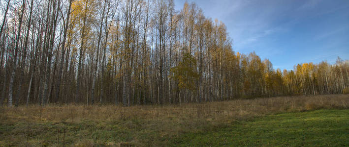 俄罗斯初秋美丽的任然森林景观