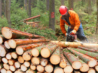 伐木工人在森林里工作图片